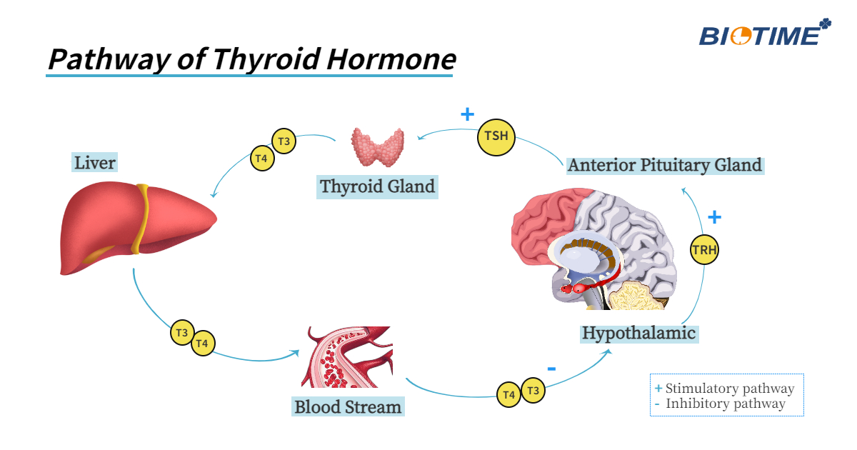 Biotime marcador de hormônio tireoidiano